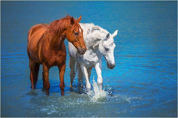 王中王一肖，特馬之謎與一尾玄機(jī)揭秘，王中王一肖，特馬之謎與一尾玄機(jī)深度解析