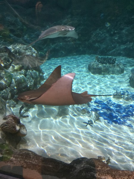 澳門美人魚最快開獎結(jié)果圖——揭秘?zé)衢T彩票游戲的最新動態(tài)，澳門美人魚彩票最新開獎動態(tài)揭秘