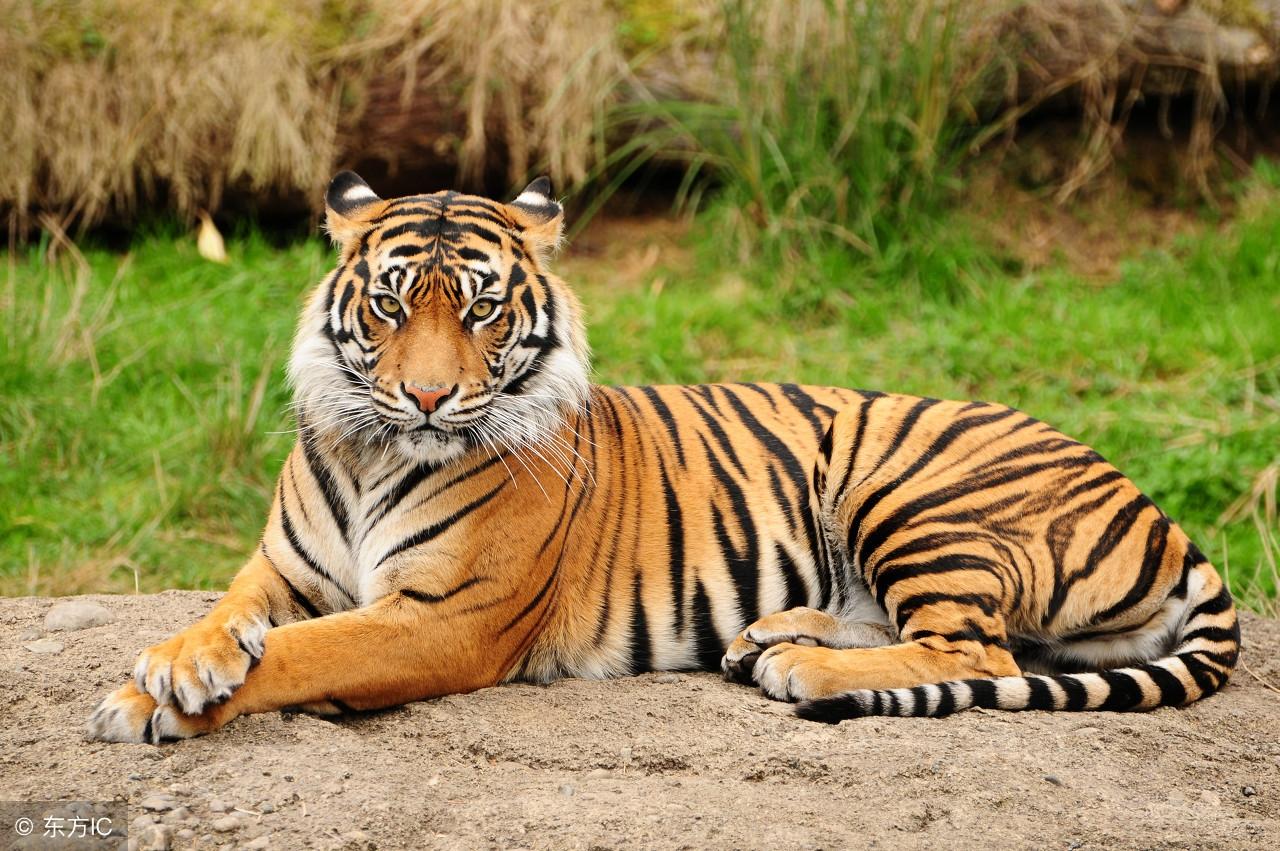 百獸王中王打一生肖——探尋生肖之王的神秘面紗，揭秘生肖之王，百獸王中王的神秘面紗