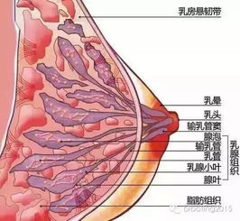 乳腺結(jié)節(jié)，關(guān)注女性健康的重要一環(huán)，乳腺結(jié)節(jié)，女性健康不可忽視的一環(huán)