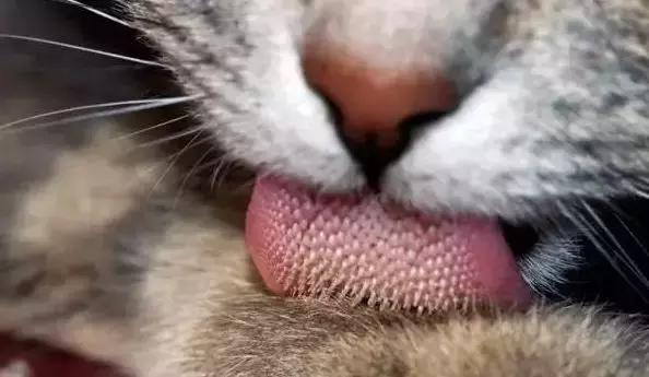 用舌頭舔，一種微妙而獨特的感官體驗，舌頭下的微妙世界，獨特感官體驗探索