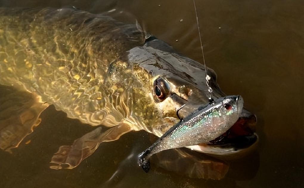 揭秘黃河底下驚人的恐怖真相，黃河底下驚人真相揭秘