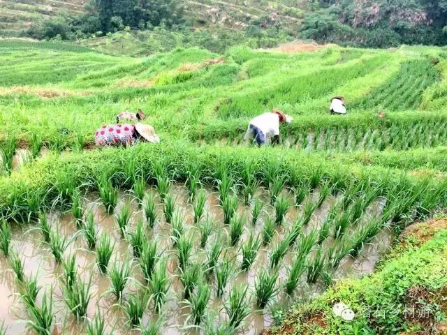 塔石鄉(xiāng)最新發(fā)展規(guī)劃，塑造未來鄉(xiāng)村繁榮藍(lán)圖，塔石鄉(xiāng)未來繁榮藍(lán)圖，最新發(fā)展規(guī)劃揭秘