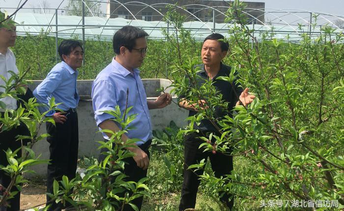 安陸市農(nóng)業(yè)農(nóng)村局最新項(xiàng)目，引領(lǐng)農(nóng)業(yè)現(xiàn)代化，助力鄉(xiāng)村振興，安陸市農(nóng)業(yè)農(nóng)村局新項(xiàng)目引領(lǐng)農(nóng)業(yè)現(xiàn)代化，鄉(xiāng)村振興再添新動(dòng)力