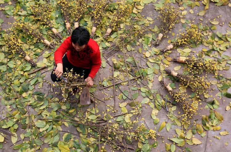 靜觀鎮(zhèn)最新發(fā)展規(guī)劃，塑造未來繁榮藍(lán)圖，靜觀鎮(zhèn)未來繁榮藍(lán)圖，最新發(fā)展規(guī)劃揭秘