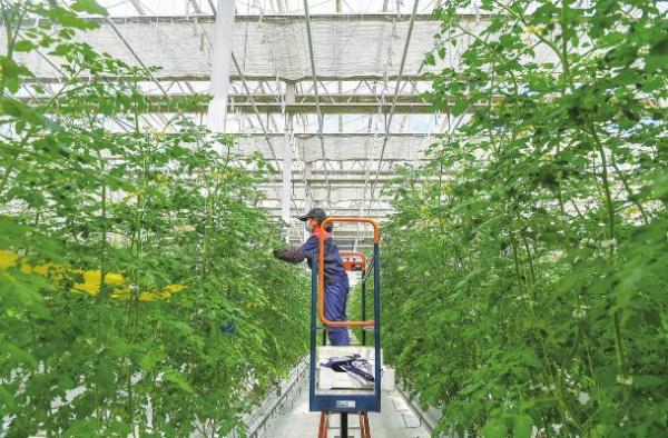 永吉縣農(nóng)業(yè)農(nóng)村局最新發(fā)展規(guī)劃，塑造鄉(xiāng)村未來繁榮藍(lán)圖，永吉縣農(nóng)業(yè)農(nóng)村局發(fā)展規(guī)劃揭曉，塑造鄉(xiāng)村未來繁榮新藍(lán)圖