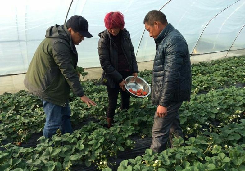 高淳縣團結(jié)圩良種繁育場最新新聞，引領(lǐng)農(nóng)業(yè)良種繁育的新篇章，高淳縣團結(jié)圩良種繁育場引領(lǐng)農(nóng)業(yè)良種繁育新篇章的最新報道