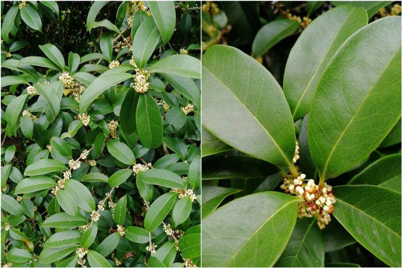 揭秘狀元紅背后的秘密，探尋最快速度背后的故事——關(guān)于4987狀元紅，揭秘狀元紅背后的故事，探尋速度與榮耀的來源——狀元紅4987深度解析