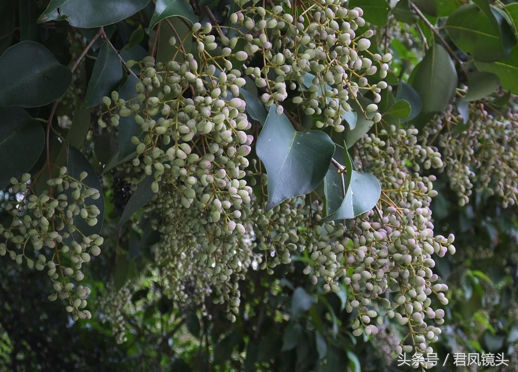 神經(jīng)衰弱如何治愈，全面解析與應(yīng)對策略，神經(jīng)衰弱全面解析與治愈策略