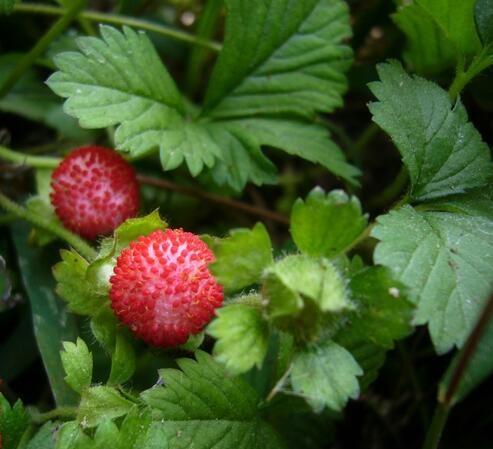 孕婦可以吃草莓嗎？全面解析草莓的營養(yǎng)價(jià)值與健康益處，孕婦能吃草莓嗎？草莓的營養(yǎng)價(jià)值與健康益處全面解析