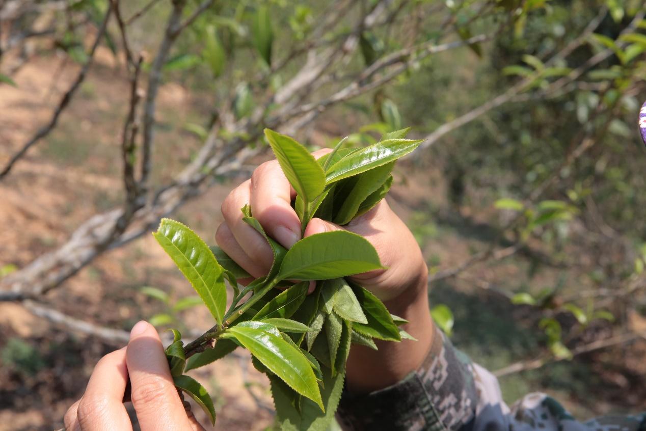 普洱茶一周瘦了10斤，探索茶的力量與減肥奇跡，普洱茶助力一周減重10斤，茶的減肥力量與奇跡探索