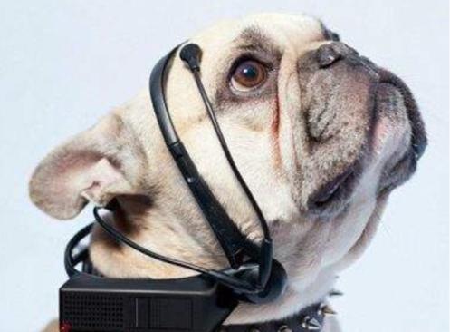 王中王四不像圖定一肖，神秘文化現(xiàn)象深度解讀與SEO洞察，王中王四不像圖定一肖，神秘文化現(xiàn)象解讀與SEO洞察揭秘