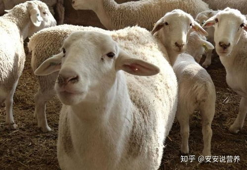 澳門今晚開三肖兔羊蛇，揭秘生肖運勢與風(fēng)水預(yù)測，澳門今晚生肖運勢揭秘，兔羊蛇三肖與風(fēng)水預(yù)測大揭秘