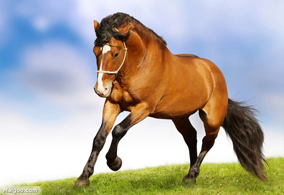 香港賽馬，77777與88888的魅力對決，香港賽馬，77777與88888的對決之夜