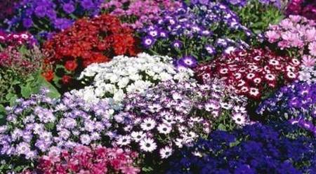 揭秘神秘的管家婆鳳凰，7777788888背后的故事，揭秘?cái)?shù)字背后的神秘管家婆鳳凰，777778與8888的傳奇故事