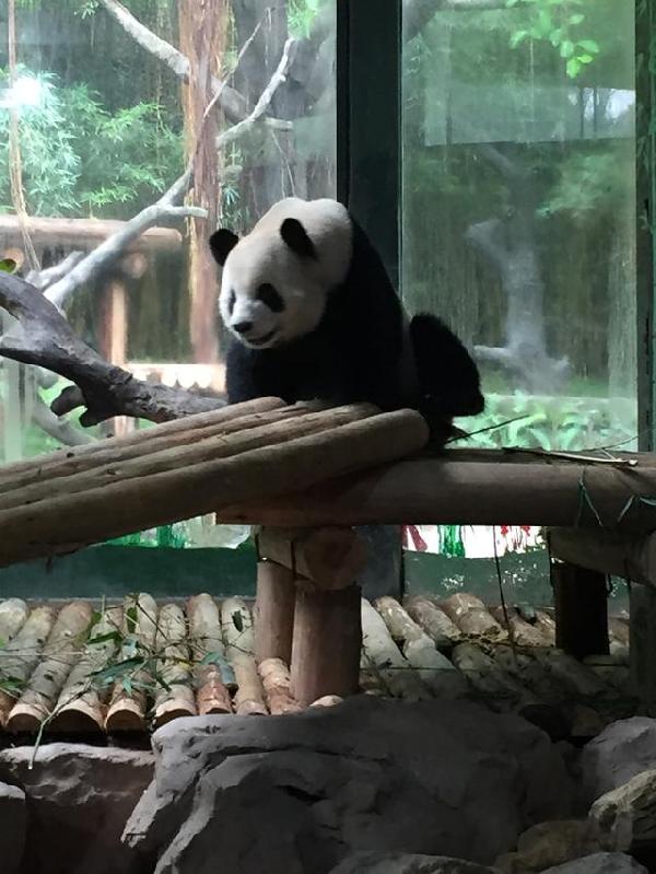 長隆野生動物園官網(wǎng)，探索大自然的奇妙世界，長隆野生動物園官網(wǎng)，探索大自然的魅力世界