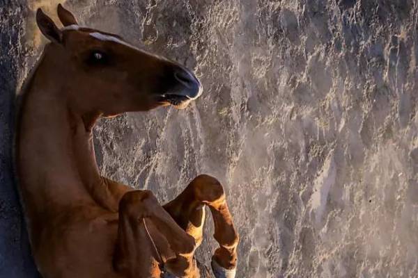 王中王四不象必中一肖——揭秘生肖運(yùn)勢與預(yù)測真相，揭秘生肖運(yùn)勢預(yù)測真相，王中王四不象必中一肖解析