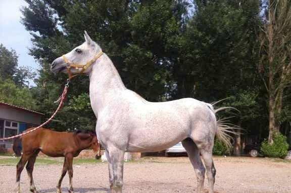 劉伯溫一肖的特馬，神秘傳奇與智慧象征，劉伯溫特馬傳奇，智慧與神秘的象征
