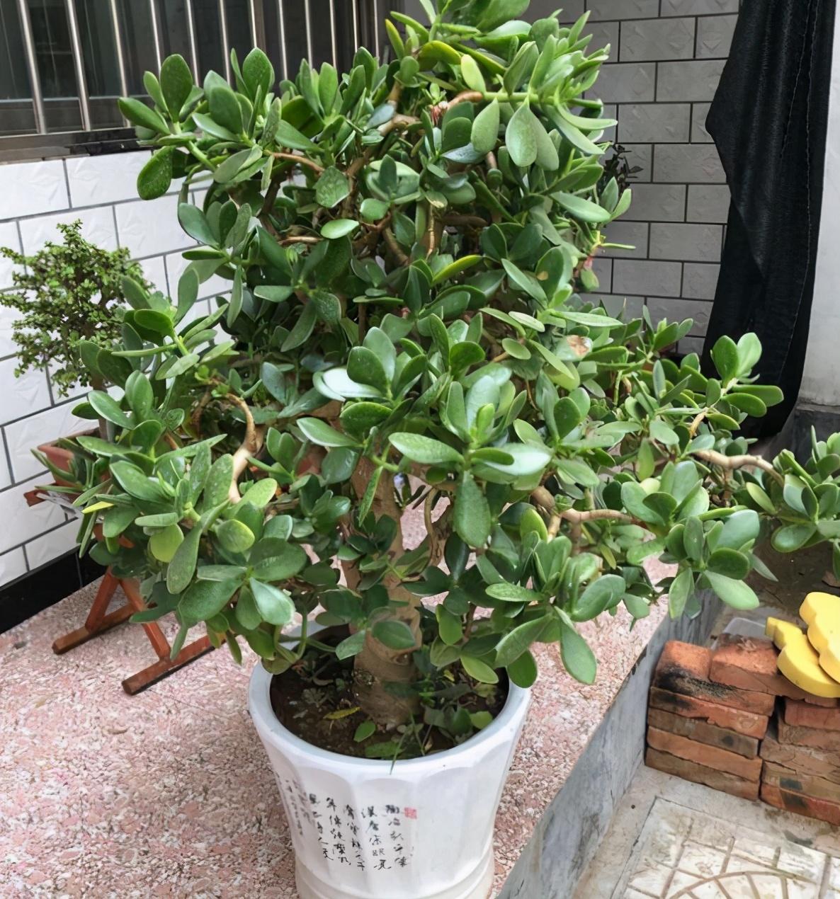 感覺喉嚨壁上粘了東西，原因、處理方法與預(yù)防建議，喉嚨壁上粘物感，成因、應(yīng)對及預(yù)防建議