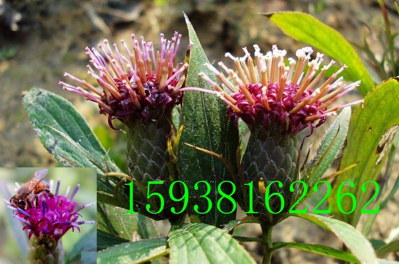 白術圖片，探尋白術的草藥之美，白術的草藥之美，探尋圖片中的白術風采