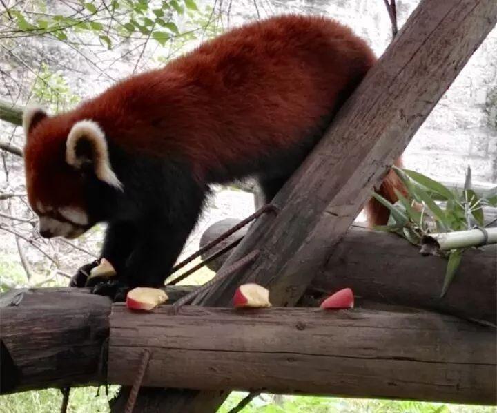 重慶動物園，探索奇妙動物世界的指南，重慶動物園，奇妙動物世界的探索指南
