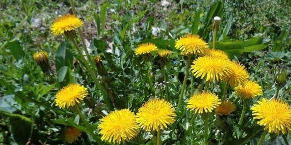 蒲公英，功效、作用及禁忌事項(xiàng)詳解，蒲公英，功效、作用與禁忌事項(xiàng)全面解析