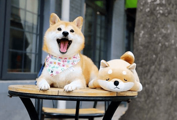 豬狗同行王中王，揭秘神秘生肖傳奇，揭秘生肖傳奇，豬狗同行王中王