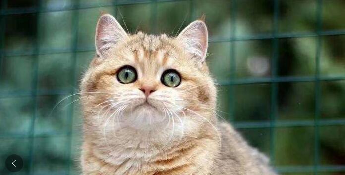 一杯鹽開水治療尿道炎，古老的療法與現(xiàn)代驗證，古老療法重現(xiàn)，一杯鹽開水治療尿道炎的現(xiàn)代驗證