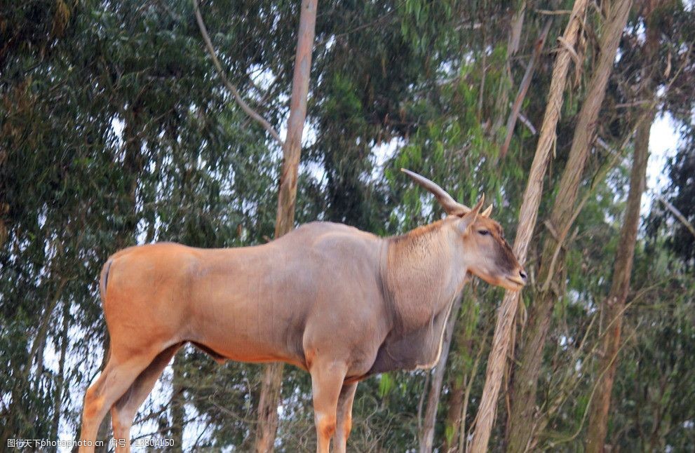 四不像王中王一肖中特，神秘現(xiàn)象解析與探索，四不像王中王一肖的神秘現(xiàn)象解析與探索