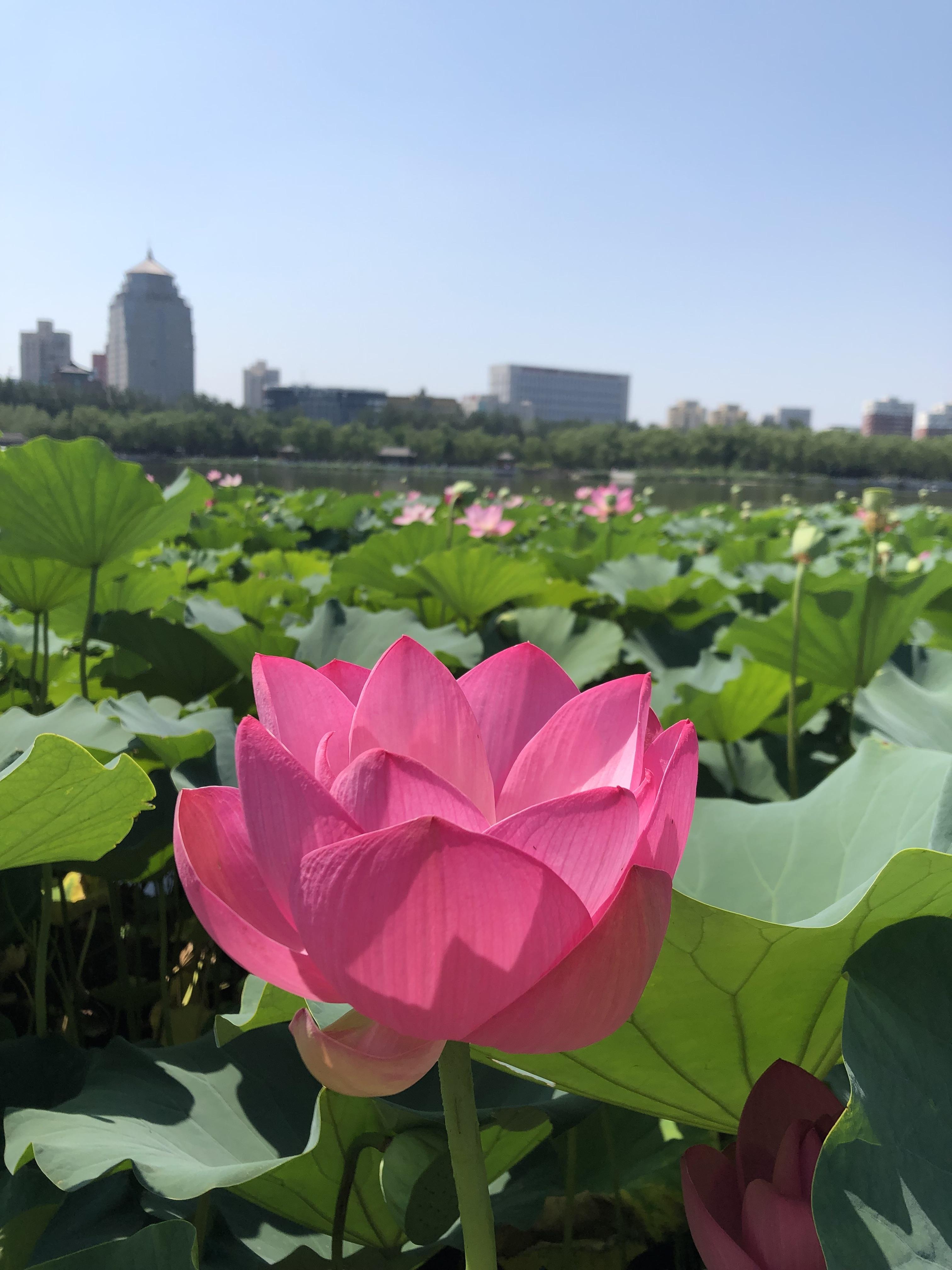 北京值得去的公園排行，北京最值得一游的公園排行榜