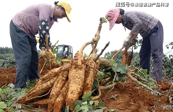 葛根，揭示其十大功效的奧秘，葛根，深度解析十大功效的奧秘
