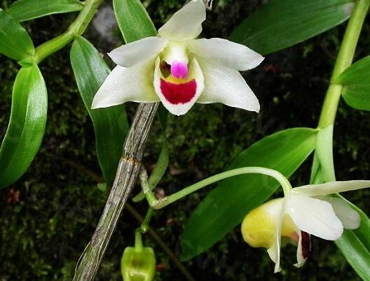 石斛價(jià)格解析，石斛多少錢一斤？，石斛價(jià)格解析，市場(chǎng)價(jià)一斤多少？