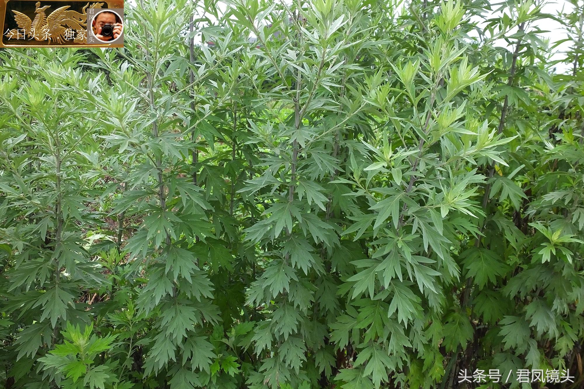 支氣管炎與哮喘的區(qū)別，深入了解兩種常見(jiàn)呼吸道疾病的差異，支氣管炎與哮喘的深入解析，兩種常見(jiàn)呼吸道疾病的差異探究