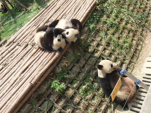 成都熊貓基地攻略，探訪熊貓故鄉(xiāng)的絕佳指南，成都熊貓基地攻略，探訪熊貓故鄉(xiāng)的終極指南