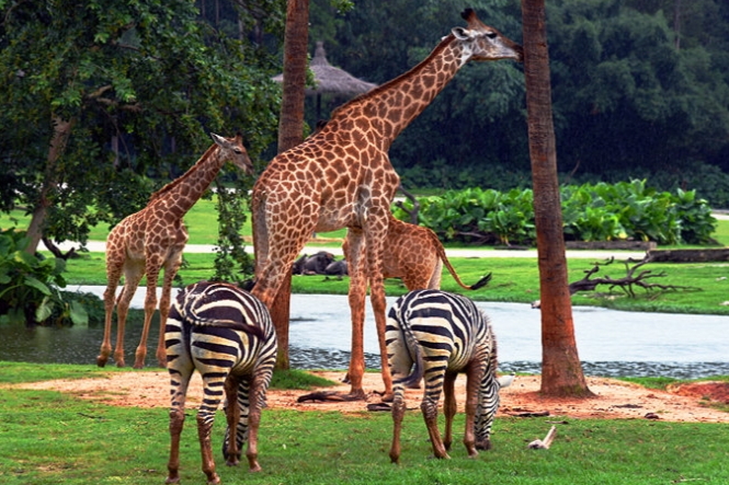 動物園，探索奇妙動物世界的SEO之旅，動物園，奇妙動物世界的探索與SEO之旅