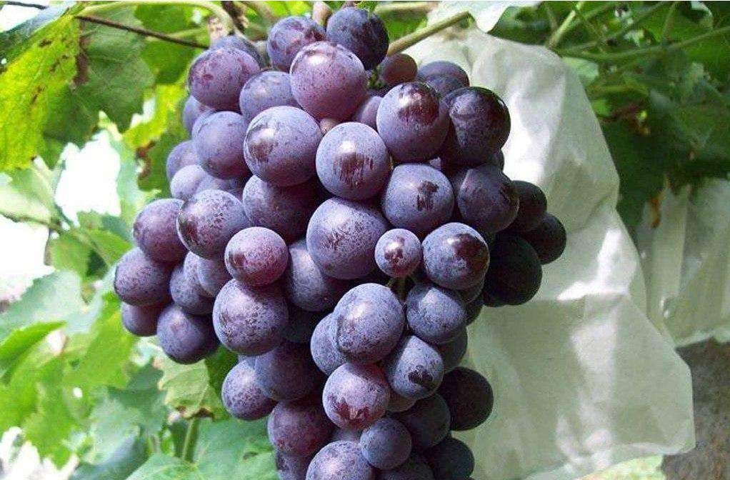 葡萄京王中王一肖，深度解讀背后的故事與魅力，葡萄京王中王一肖，背后的故事與獨(dú)特魅力深度解讀