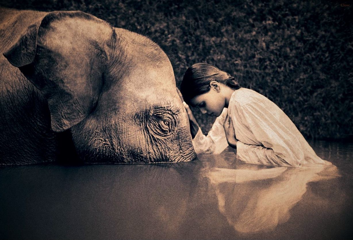 探索四不像圖劉伯溫平直一肖的神秘面紗，揭秘四不像圖劉伯溫平直一肖的神秘面紗