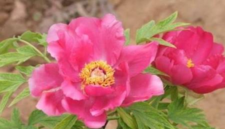 王中王一肖三碼，深度解析與SEO優(yōu)化策略，王中王一肖三碼深度解析與SEO優(yōu)化策略指南