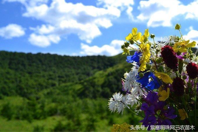 豐寧壩上草原三大必去景點(diǎn)——領(lǐng)略自然的魅力，豐寧壩上草原三大必去景點(diǎn)，自然魅力的絕佳體驗(yàn)