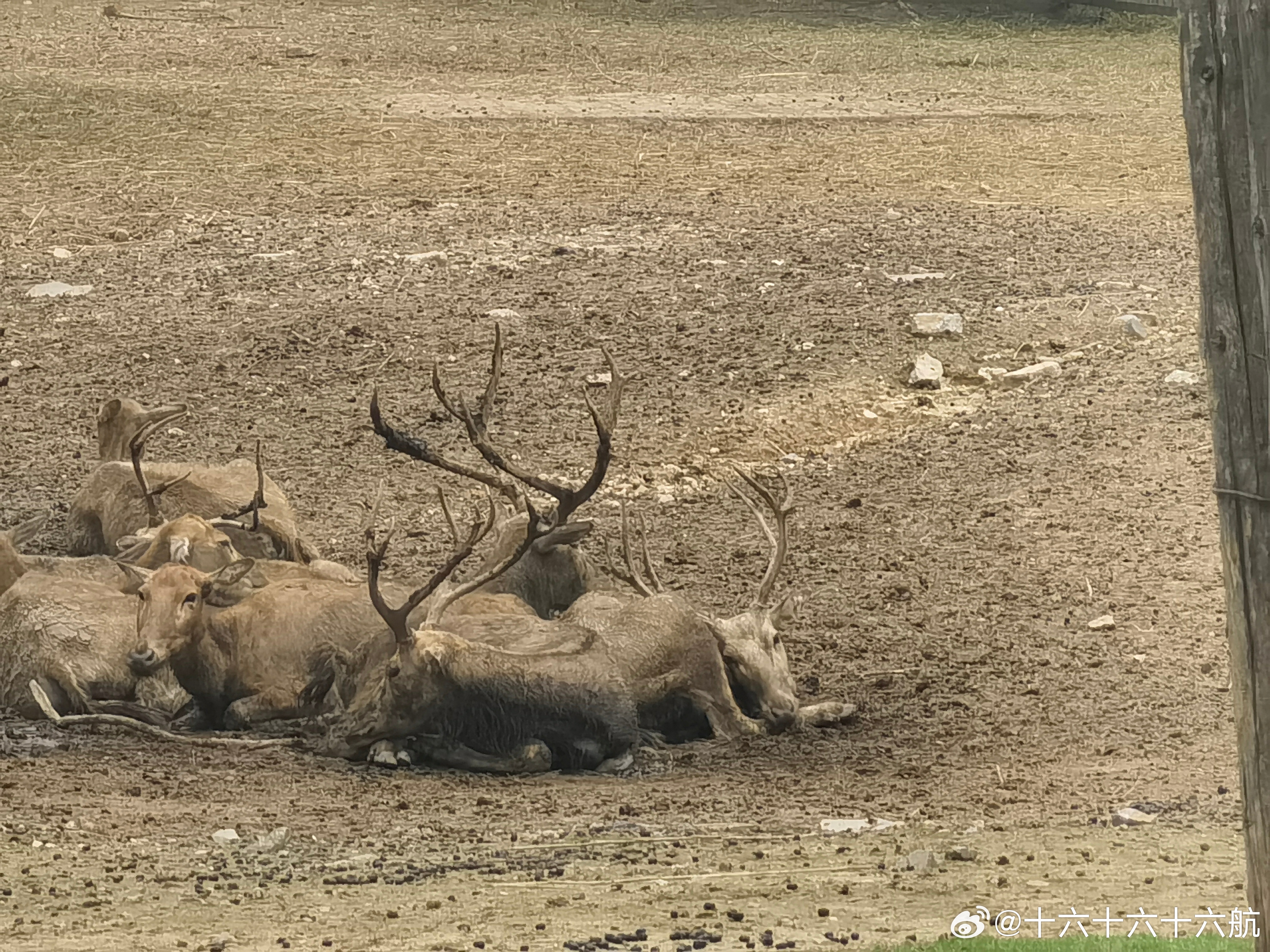揭秘四不像必中一肖與王中王的奧秘，揭秘四不像必中一肖與王中王的神秘面紗