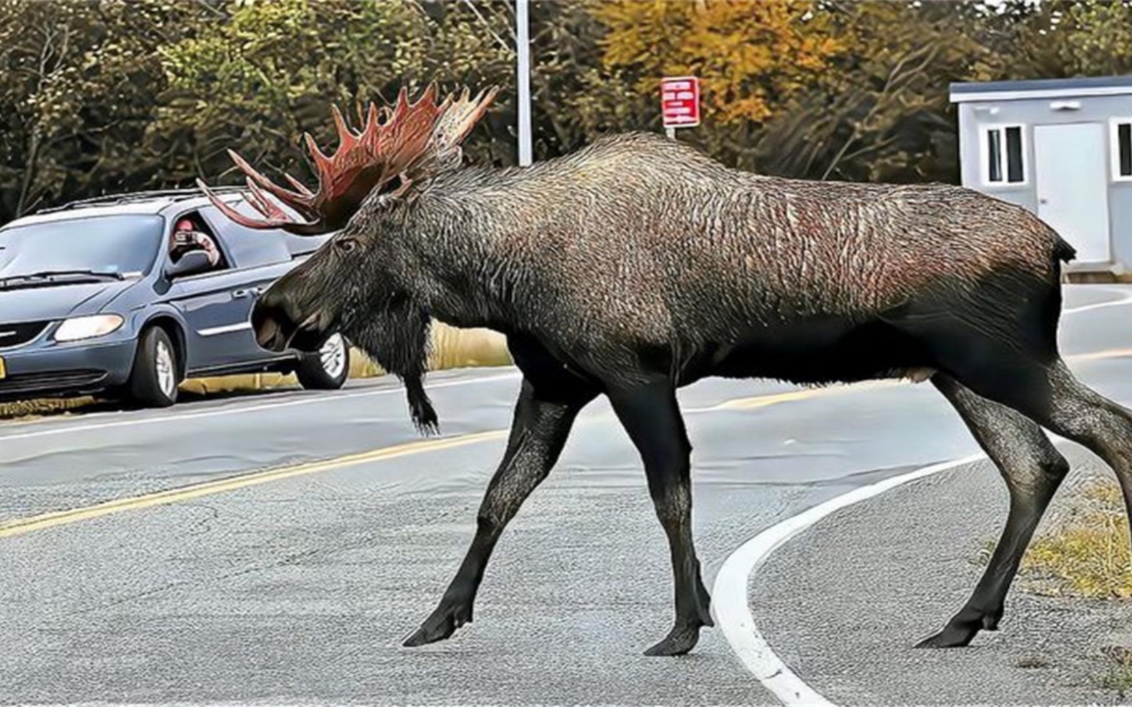 四不像正版資料的SEO文章，四不像正版資料的SEO優(yōu)化文章解析