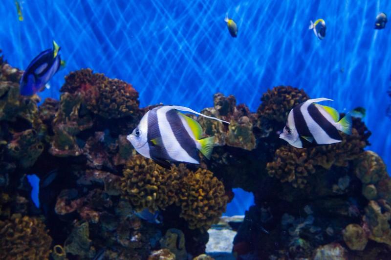 北京三個(gè)海洋館哪個(gè)最好玩？深度解析帶你暢游海洋世界，北京海洋館深度解析，哪個(gè)海洋館最吸引你暢游海底世界？