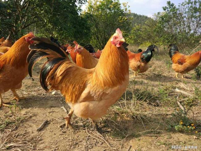 吃什么能讓雞變大變長(zhǎng)——探索營養(yǎng)與家禽生長(zhǎng)的秘密，營養(yǎng)與家禽生長(zhǎng)，探索讓雞變大變長(zhǎng)的食物秘密