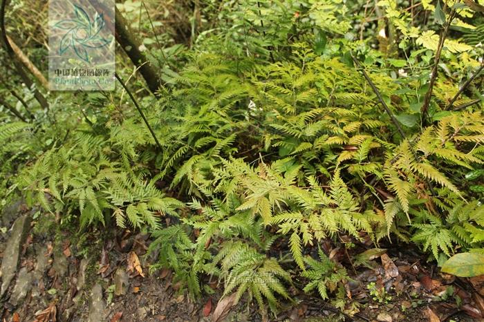 結膜炎治療之快速康復指南，結膜炎治療，快速康復指南