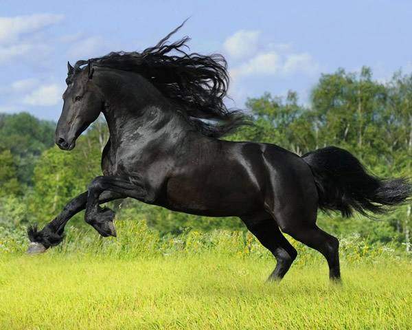 一馬爆特圖，探索背后的故事與神秘魅力，一馬爆特圖，背后的故事與神秘魅力探索