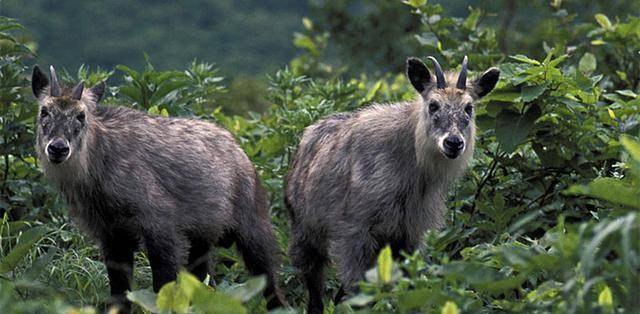 四不像必中一肖王中王，揭秘生肖運勢與神秘預(yù)測之謎，揭秘生肖運勢與神秘預(yù)測，四不像必中一肖王中王揭秘預(yù)測之謎